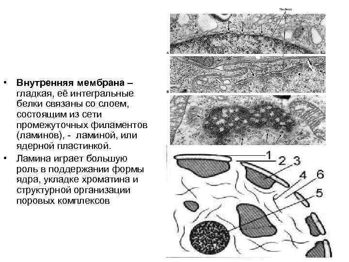  • Внутренняя мембрана – гладкая, её интегральные белки связаны со слоем, состоящим из