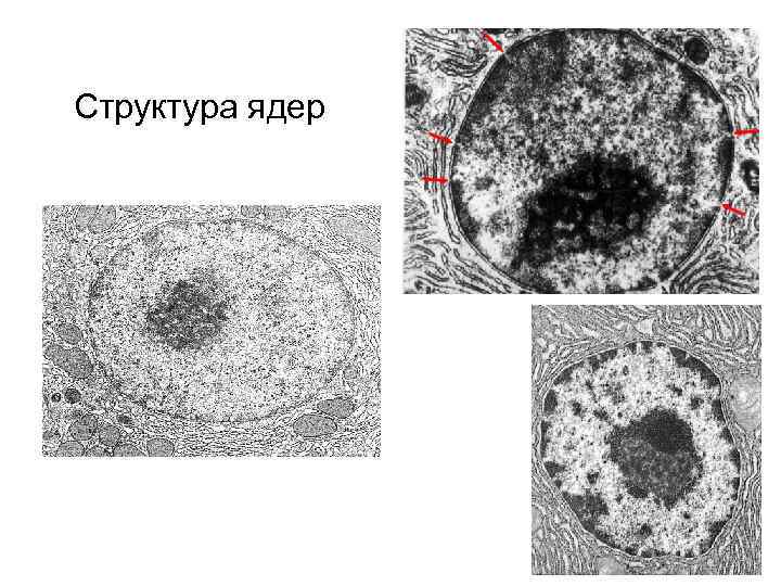 Структура ядер 