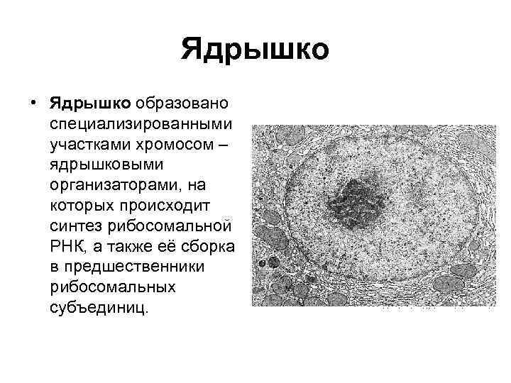 Ядрышко • Ядрышко образовано специализированными участками хромосом – ядрышковыми организаторами, на которых происходит синтез