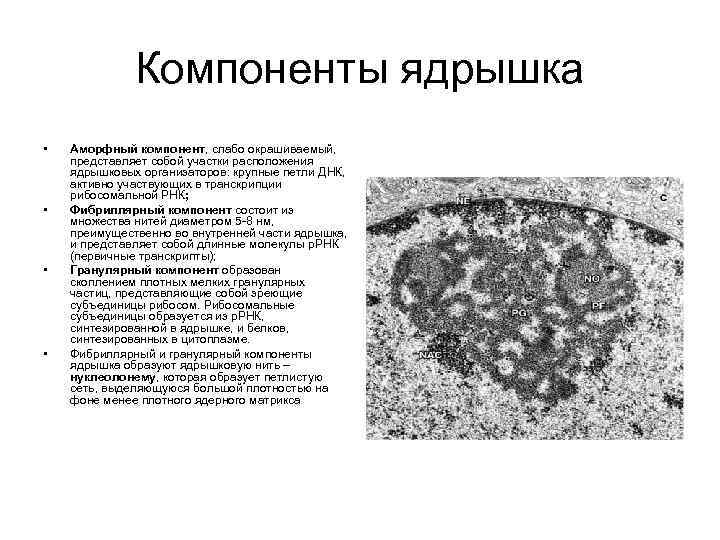 Компоненты ядрышка • • Аморфный компонент, слабо окрашиваемый, представляет собой участки расположения ядрышковых организаторов: