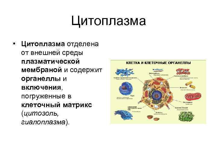 Цитоплазма • Цитоплазма отделена от внешней среды плазматической мембраной и содержит органеллы и включения,