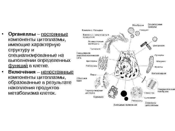 Каким номером на рисунке обозначен органоид накапливающий конечные продукты обмена веществ клетки