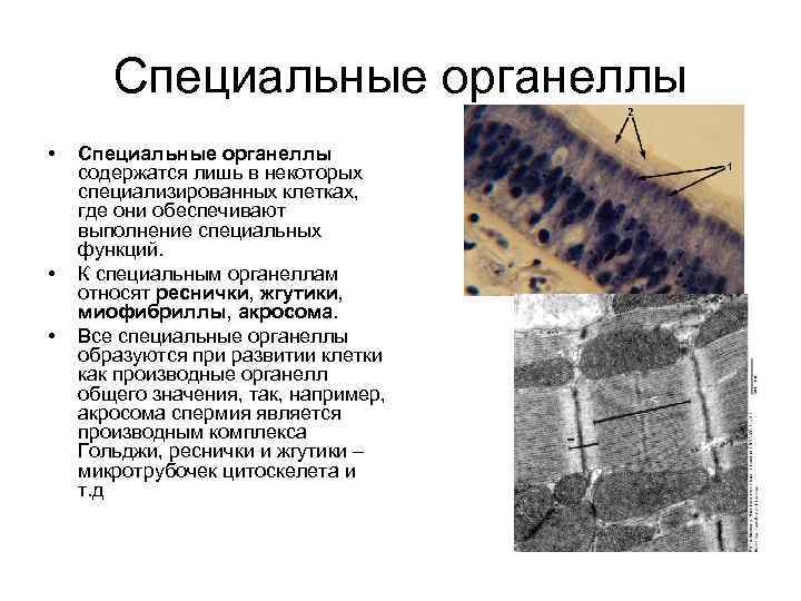 Специальные органеллы • • • Специальные органеллы содержатся лишь в некоторых специализированных клетках, где