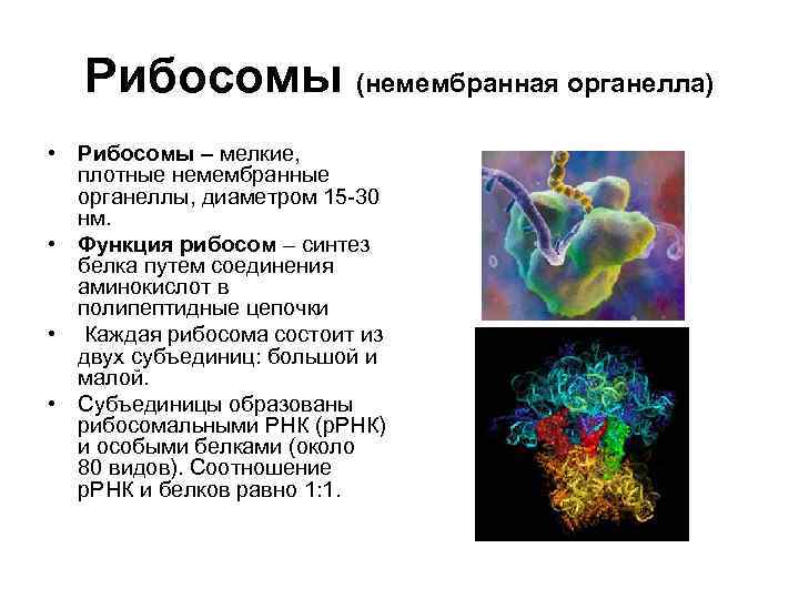 Рибосомы строение и функции. Рибосомы функции. Рибосомы строение и функции кратко. Рибосома функция органоида.