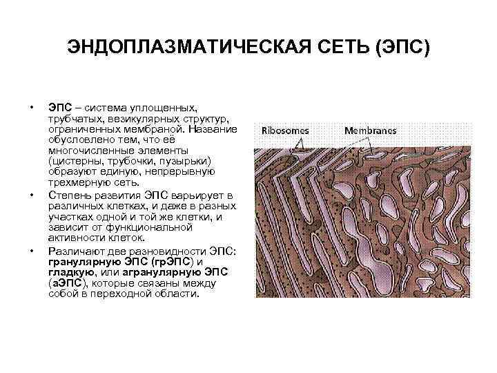 ЭНДОПЛАЗМАТИЧЕСКАЯ СЕТЬ (ЭПС) • • • ЭПС – система уплощенных, трубчатых, везикулярных структур, ограниченных