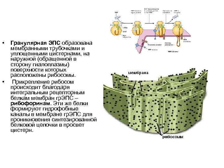 Гранулярная эпс