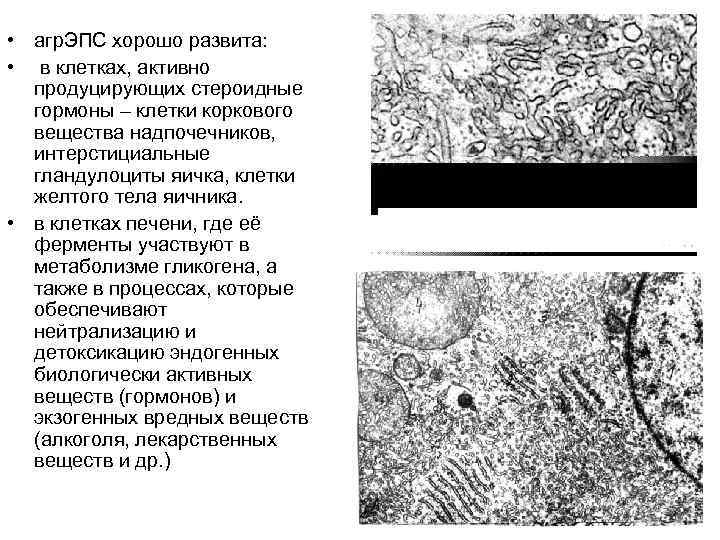  • агр. ЭПС хорошо развита: • в клетках, активно продуцирующих стероидные гормоны –