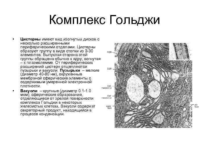 Комплекс Гольджи • • Цистерны имеют вид изогнутых дисков с несколько расширенными периферическими отделами.