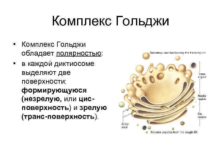 Особенности строения комплекса гольджи