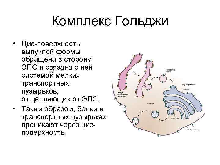 Комплекс Гольджи • Цис-поверхность выпуклой формы обращена в сторону ЭПС и связана с ней