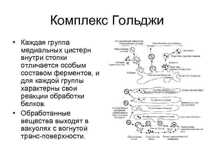 Комплекс Гольджи • Каждая группа медиальных цистерн внутри стопки отличается особым составом ферментов, и