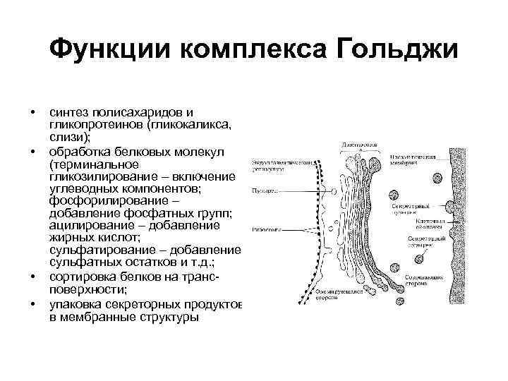 Строение и функции комплекса. Комплекс Гольджи функции. Функции комплекса Гольджи в клетке. Комплекс Гольджи функции функция. Комплекс гольды функция.