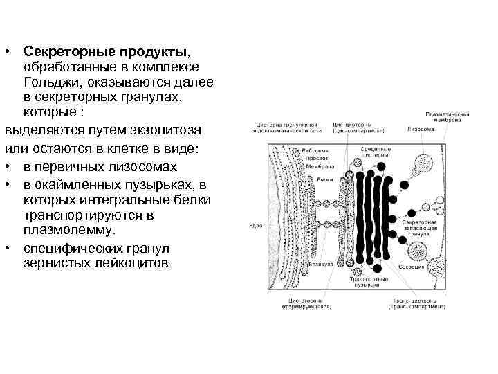 • Секреторные продукты, обработанные в комплексе Гольджи, оказываются далее в секреторных гранулах, которые