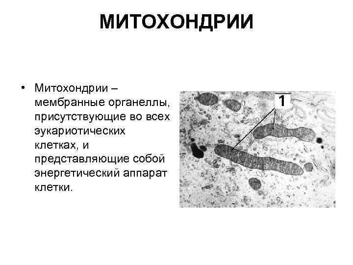 МИТОХОНДРИИ • Митохондрии – мембранные органеллы, присутствующие во всех эукариотических клетках, и представляющие собой