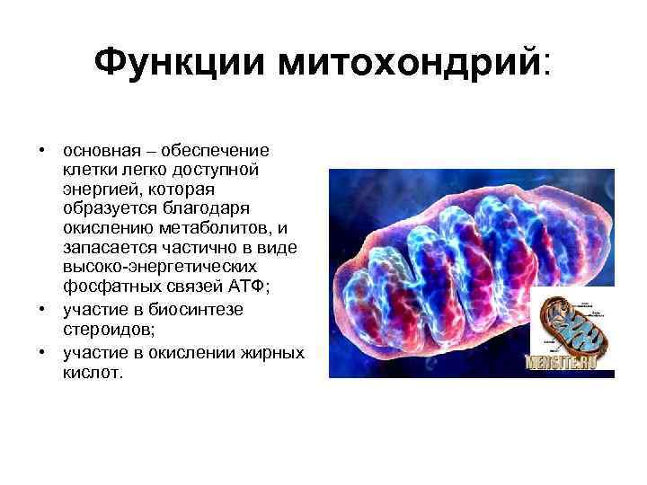 Функции митохондрий: • основная – обеспечение клетки легко доступной энергией, которая образуется благодаря окислению