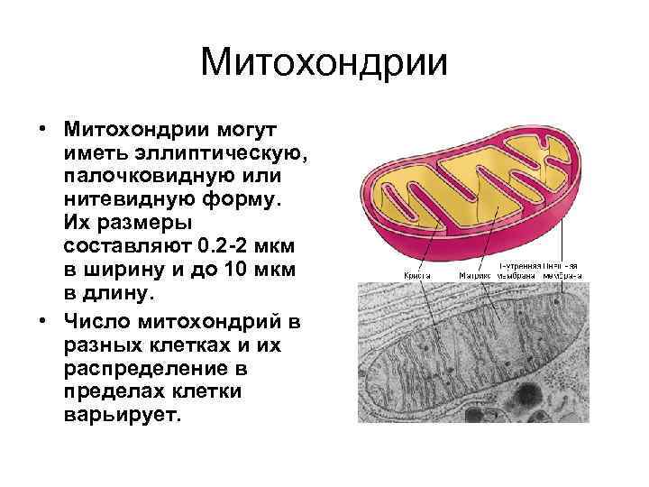 Митохондрии • Митохондрии могут иметь эллиптическую, палочковидную или нитевидную форму. Их размеры составляют 0.