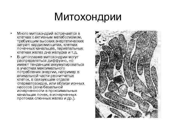 Митохондрии • • Много митохондрий встречается в клетках с активным метаболизмом, требующим высоких энергетических