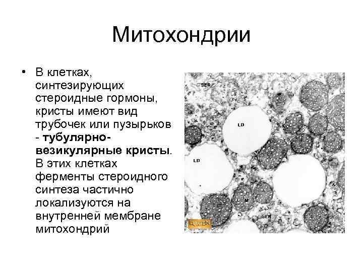 Митохондрии • В клетках, синтезирующих стероидные гормоны, кристы имеют вид трубочек или пузырьков -