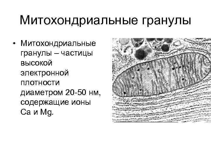 Митохондриальные гранулы • Митохондриальные гранулы – частицы высокой электронной плотности диаметром 20 -50 нм,