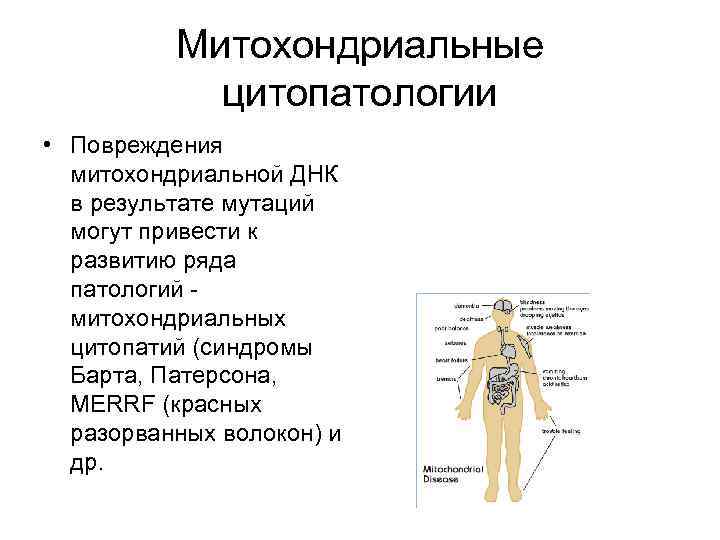 Митохондриальные цитопатологии • Повреждения митохондриальной ДНК в результате мутаций могут привести к развитию ряда