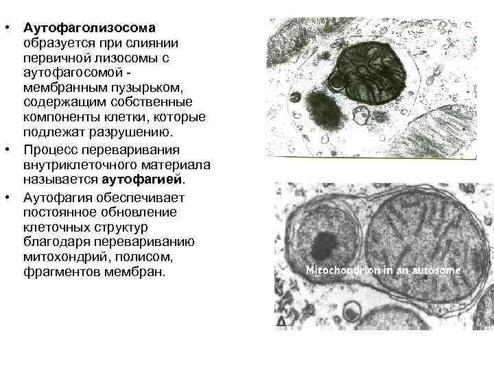 • Аутофаголизосома образуется при слиянии первичной лизосомы с аутофагосомой мембранным пузырьком, содержащим собственные