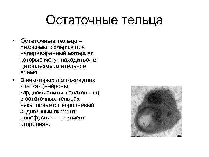 Остаточные тельца • Остаточные тельца – лизосомы, содержащие непереваренный материал, которые могут находиться в