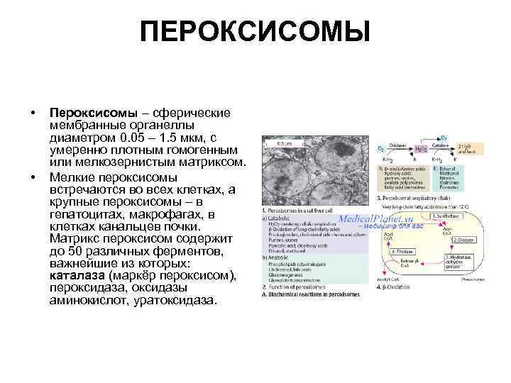 ПЕРОКСИСОМЫ • • Пероксисомы – сферические мембранные органеллы диаметром 0. 05 – 1. 5