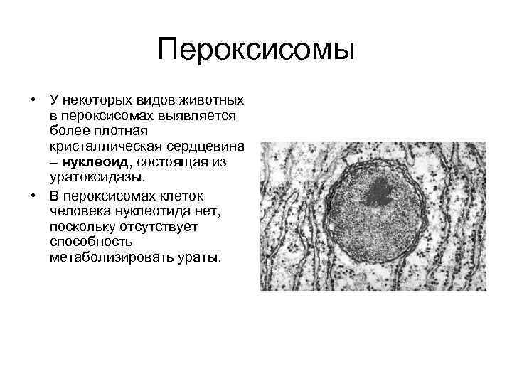 Пероксисомы • У некоторых видов животных в пероксисомах выявляется более плотная кристаллическая сердцевина –