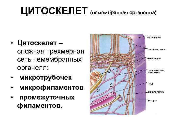 Цитоскелет клетки какой органоид. Схематическое строение цитоскелета. Строение цитоскелета клетки схема. Строение цитоскелета в эукариотической клетке. Цитоскелет клетки строение.