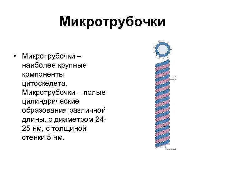 Синтез белков микротрубочек