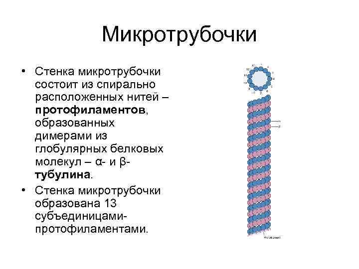 Микротрубочки. Из чего состоят микротрубочки.