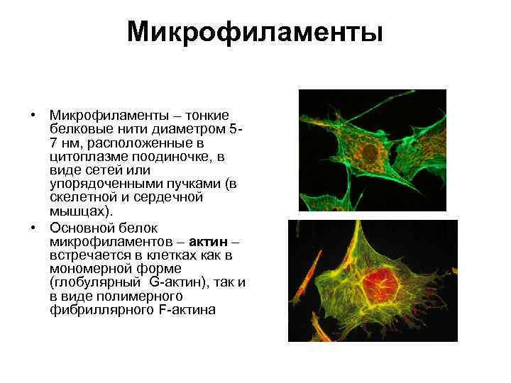 Микрофиламенты • Микрофиламенты – тонкие белковые нити диаметром 57 нм, расположенные в цитоплазме поодиночке,