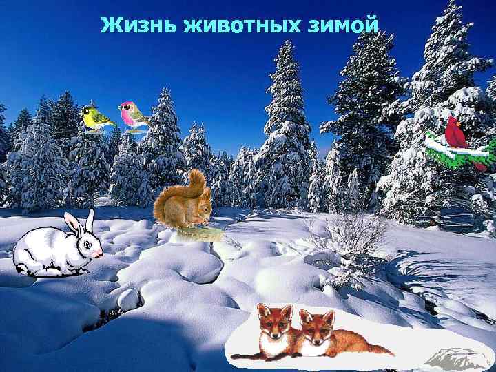 Жизнь животных зимой 