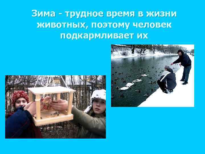 Зима - трудное время в жизни животных, поэтому человек подкармливает их 