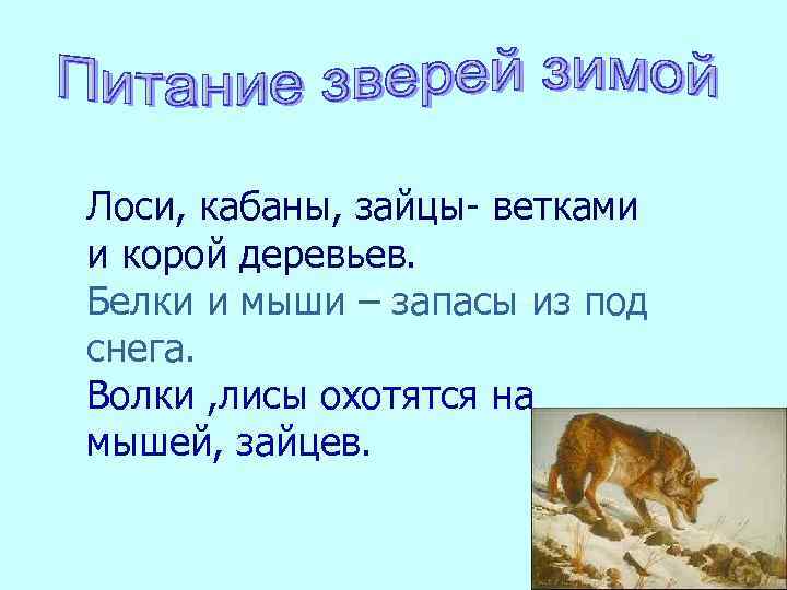 Лоси, кабаны, зайцы- ветками и корой деревьев. Волки, лисы охотятся на мышей, Белки и