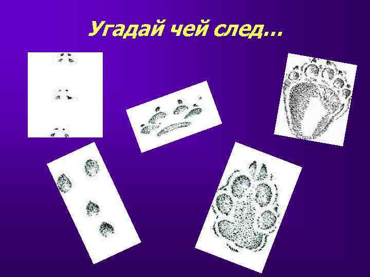 Угадай чей след… 