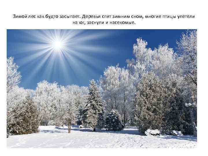 Зимой лес как будто засыпает. Деревья спят зимним сном, многие птицы улетели на юг,