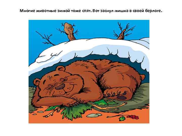 Многие животные зимой тоже спят. Вот заснул мишка в своей берлоге. 