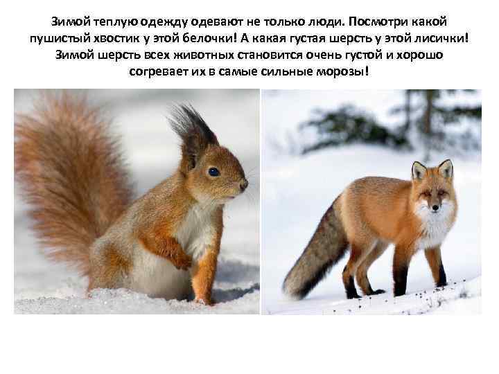 Зимой теплую одежду одевают не только люди. Посмотри какой пушистый хвостик у этой белочки!