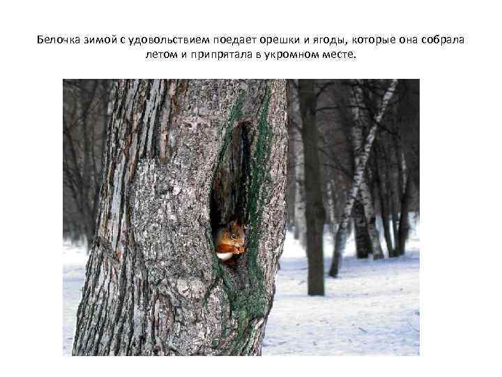 Белочка зимой с удовольствием поедает орешки и ягоды, которые она собрала летом и припрятала