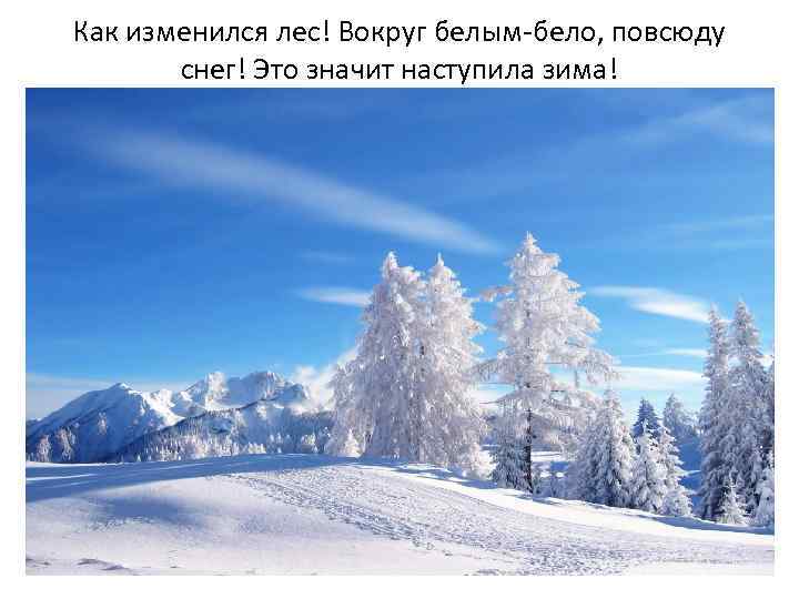 Как изменился лес! Вокруг белым-бело, повсюду снег! Это значит наступила зима! 