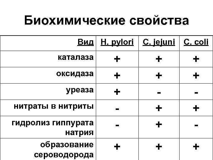 Биохимические свойства Вид H. pylori каталаза оксидаза уреаза нитраты в нитриты гидролиз гиппурата натрия
