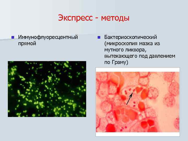 Экспресс - методы n Иммунофлуоресцентный прямой n Бактериоскопический (микроскопия мазка из мутного ликвора, вытекающего