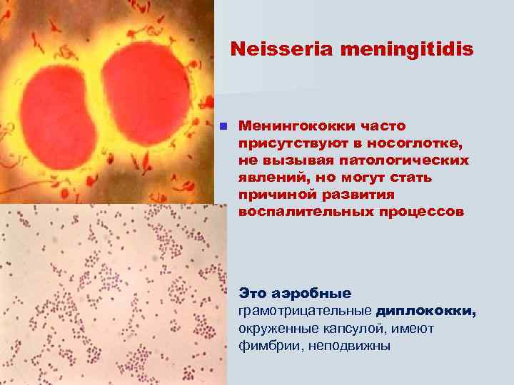 Neisseria meningitidis n Менингококки часто присутствуют в носоглотке, не вызывая патологических явлений, но могут