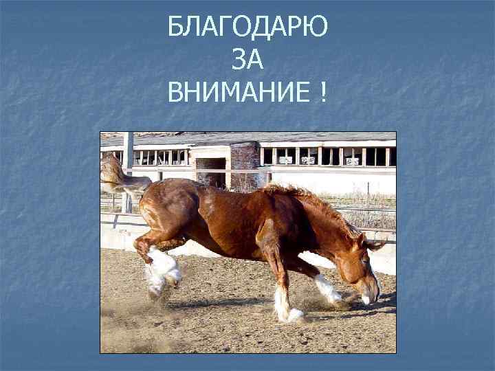 БЛАГОДАРЮ ЗА ВНИМАНИЕ ! 