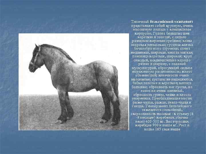 Типичный бельгийский тяжеловоз представляет собой крупную, очень массивную лошадь с компактным корпусом. Голова большая;