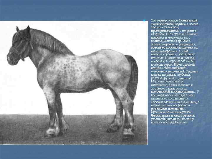 n Экстерьер лошадей советской тяжеловозной породы: голова средних размеров, пропорциональна, с широким ганашом. Шея