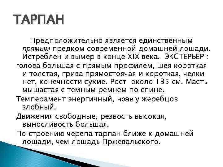 ТАРПАН Предположительно является единственным прямым предком современной домашней лошади. Истреблен и вымер в конце