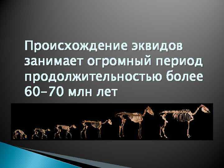 Происхождение эквидов занимает огромный период продолжительностью более 60 -70 млн лет 