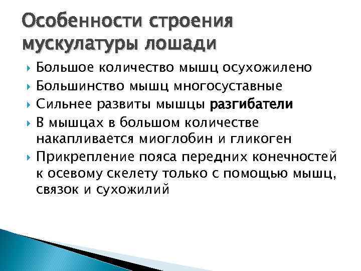 Особенности строения мускулатуры лошади Большое количество мышц осухожилено Большинство мышц многосуставные Сильнее развиты мышцы